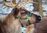 Reindeer Closeup_03947